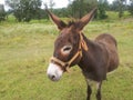 Donkey out in the pasture Royalty Free Stock Photo