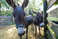 Donkey in the outdoor fence, nobody Royalty Free Stock Photo