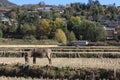 Donkey in paddy fields in Shaxi China.