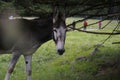 Donkey in the pasture. Donkey in a nature reserve. Farm animal in pasture. Farm animal, countryside, domestic mule Royalty Free Stock Photo