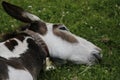 Donkey in the pasture. Donkey in a nature reserve. Farm animal in pasture. Farm animal, countryside, domestic mule Royalty Free Stock Photo