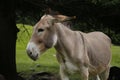 Donkey in the pasture. Donkey in a nature reserve. Farm animal in pasture. Farm animal, countryside, domestic mule