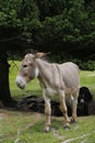 Donkey in the pasture. Donkey in a nature reserve. Farm animal in pasture. Farm animal, countryside, domestic mule