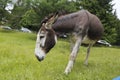 Donkey in the pasture. Donkey in a nature reserve. Farm animal in pasture. Farm animal, countryside, domestic mule