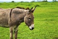 Donkey in a Pasture on the Bluebonnet Trails in Ennis, Texas