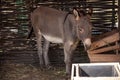 The donkey is pasturing on the farm, care of household pets. Warm summer and hard agrarian work in provinces 1