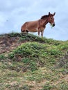 donkey peacefully grazing on hill