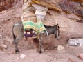 Donkey in Petra