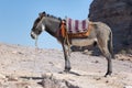 The donkey - Petra Royalty Free Stock Photo