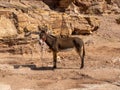 Donkey, Petra historic and archaeological city carved from sandstone stone, Jordan, Middle East Royalty Free Stock Photo