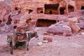 Donkey in Petra, Jordan Royalty Free Stock Photo