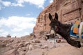 Donkey in Petra, Jordan Royalty Free Stock Photo