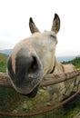 donkey photographed with a fisheye lens that allows for a wide a Royalty Free Stock Photo