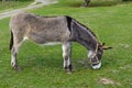 Donkey - plain, unassuming and very stubborn Royalty Free Stock Photo