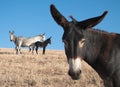 Donkey Portrait Royalty Free Stock Photo