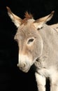 Donkey Portrait Royalty Free Stock Photo