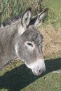 Donkey Portrait Royalty Free Stock Photo