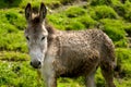 Donkey portrait Royalty Free Stock Photo