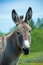 Donkey portrait Royalty Free Stock Photo