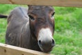 Donkey portrait closeup under fence enclosure green grass rural country agriculture