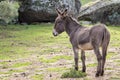 Donkey Royalty Free Stock Photo