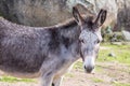 Donkey Royalty Free Stock Photo