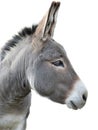 Donkey portrait isolated on white Royalty Free Stock Photo