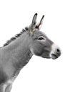 Donkey portrait isolated on white Royalty Free Stock Photo