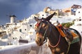 donkey portrait in Santorini, Greece Royalty Free Stock Photo