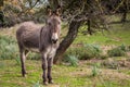 Donkey Royalty Free Stock Photo