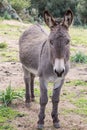 Donkey Royalty Free Stock Photo