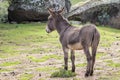 Donkey Royalty Free Stock Photo