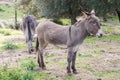 Donkey Royalty Free Stock Photo