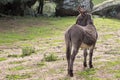 Donkey Royalty Free Stock Photo