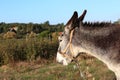 Donkey of portugal