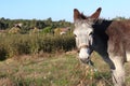Donkey of portugal
