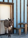Donkey Posed Along Wall - Vertical