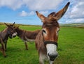 A donkey poses for a photo at the Kerry cliffs, Ireland