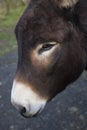 A donkey in a profile portrait.