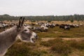 Donkey protects sheep herd from wolf