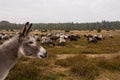 Donkey protects sheep herd from wolf