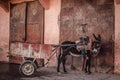 Donkey pulling cart Royalty Free Stock Photo