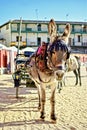 Donkey pulling a tourist car