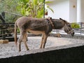 Donkey is pulling a waterwheel Royalty Free Stock Photo