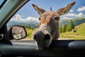 Donkey putting his face in car`s window
