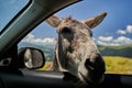 Donkey putting his face in car`s window