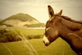 Donkey and quarry, nature reserve SantoÃ¯Â¿Â½a Royalty Free Stock Photo