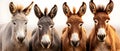 Donkey Quartet: Bonds of Friendship and Diversity. Concept Animal Welfare, Friendship, Diversity,