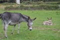 Donkey Recently Born With His Mother In A Farm In Asturias. Royalty Free Stock Photo