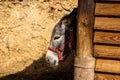 Donkey with red bridles in stable